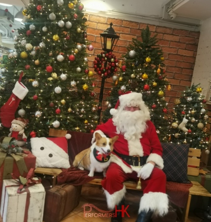 Santa floss in Hong Kong wearing red santa costuming sitting in front of christmas tree with a corgi dog