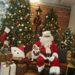 Santa floss and Corgi at whiskers and paws in Aberdeen Hong Kong